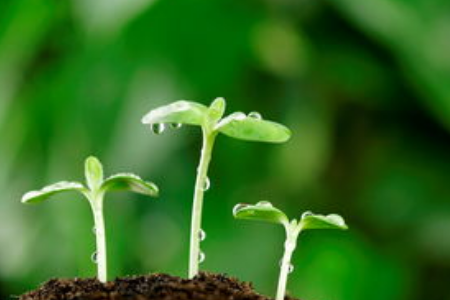 種子發(fā)芽 種子發(fā)芽